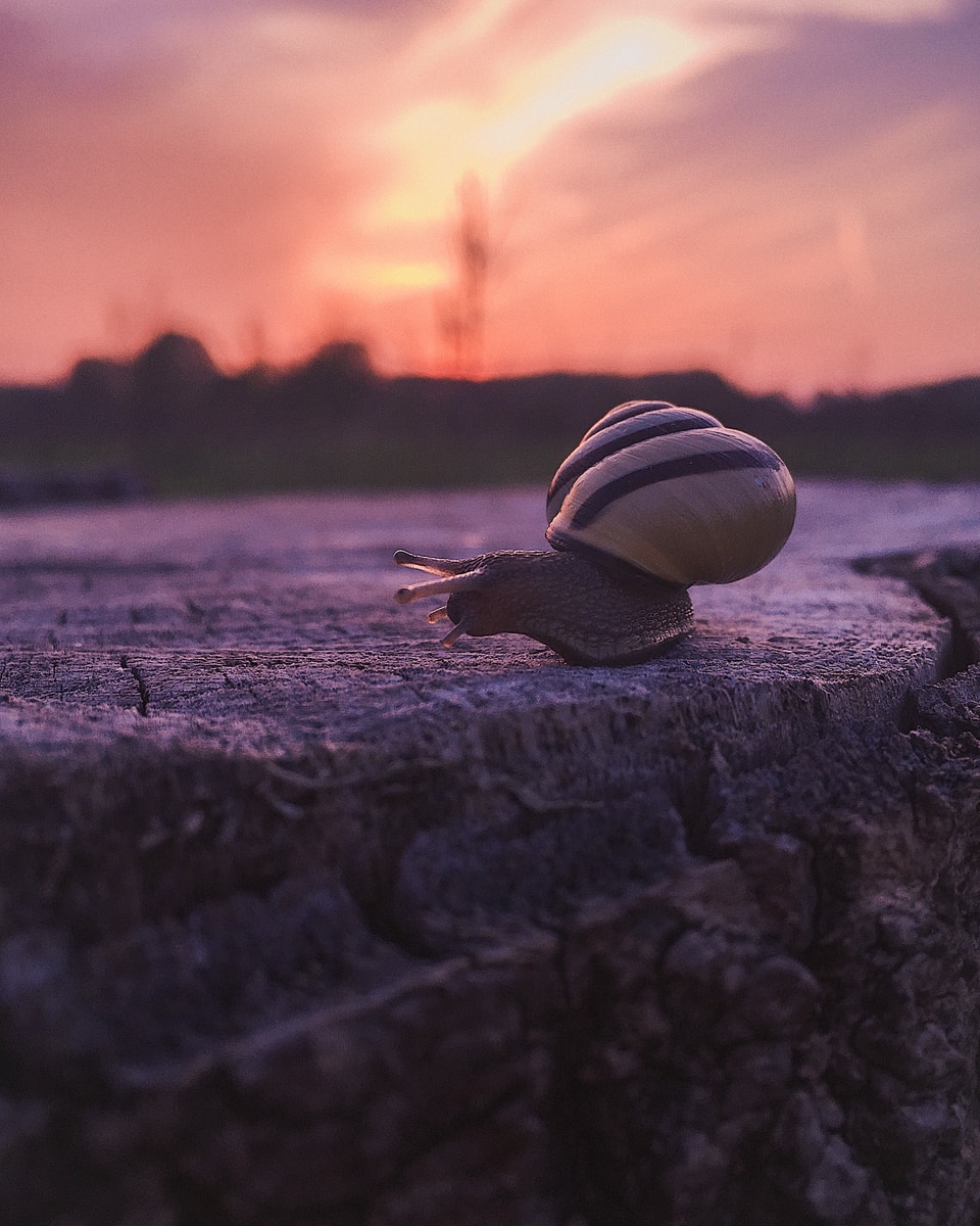 white and brown snail on brown wooden surface during sunset